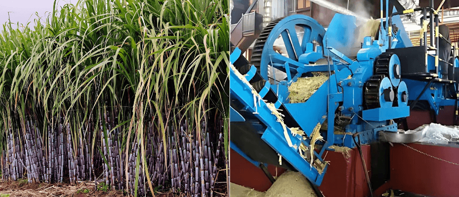 (L-R) Sugarcane Farming and the pressing of the Sugarcane to extract the juice