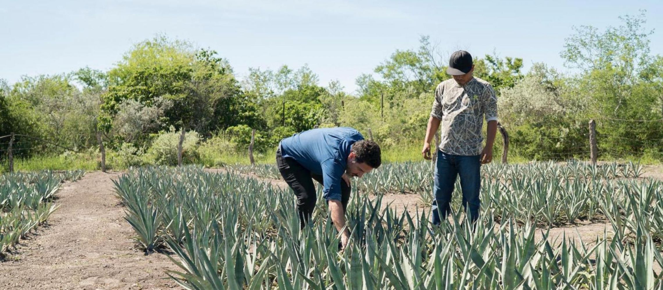 Photo for: What is mezcal and how to drink mezcal