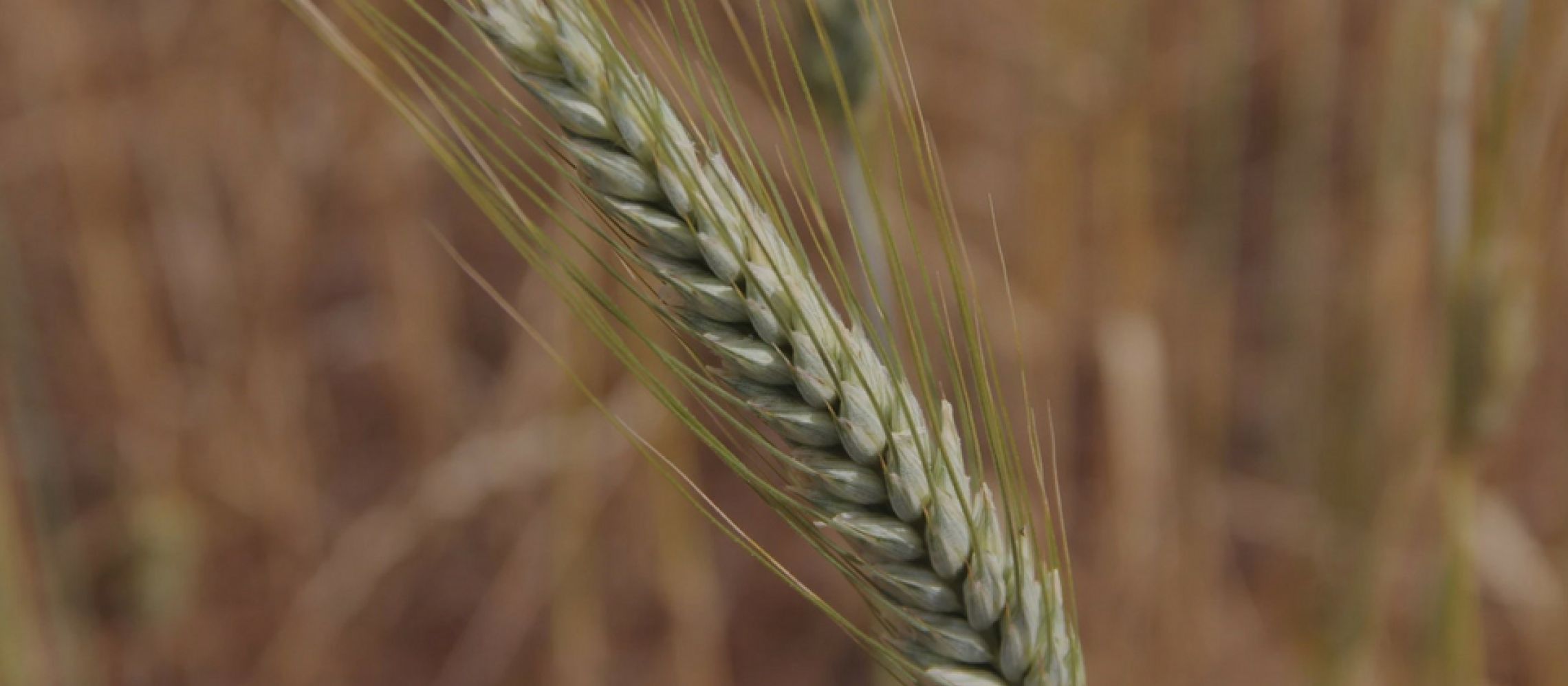 Photo for: High Spirits Distillery- Producing Australia's Finest Spirits