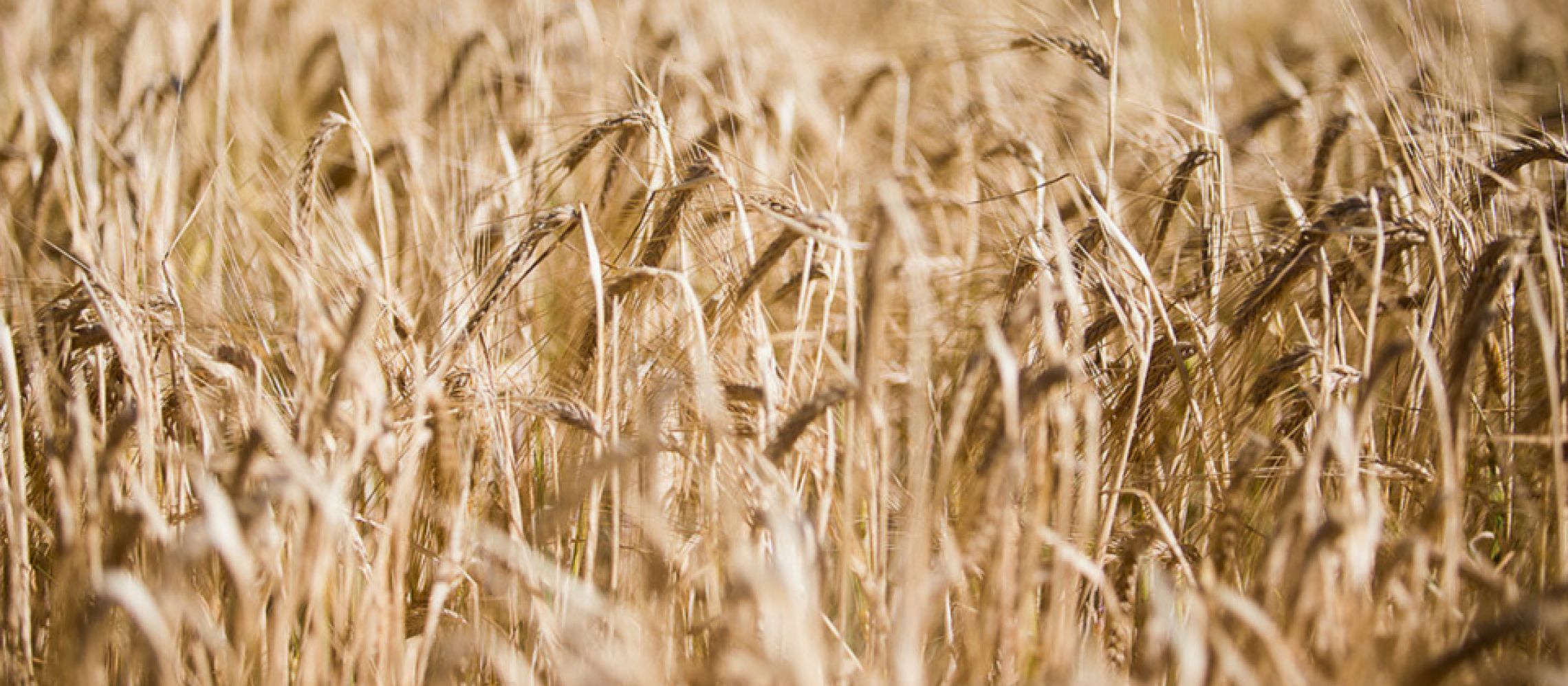 Photo for: Lawrenny Estate- Purely Tasmanian from Australia