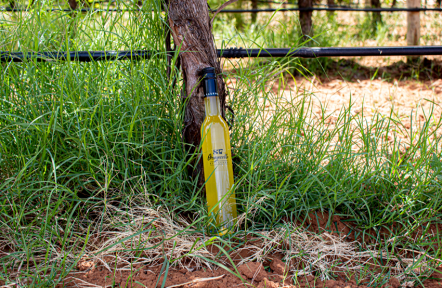 Photo for: 837 Orangecello